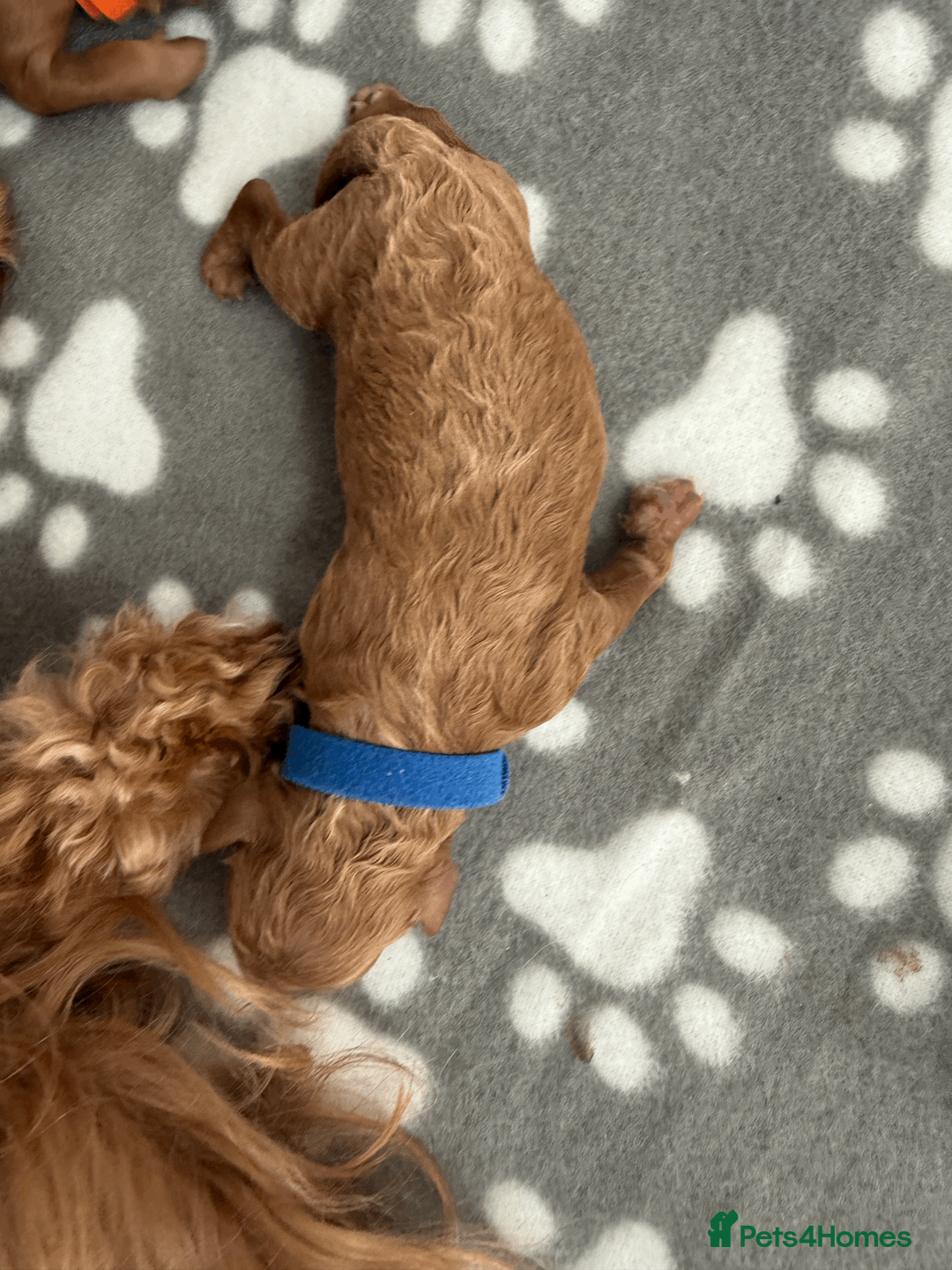 Cavapoo dogs for sale: Beautiful Litter of 5 F1b Toy Cavapoo's  - Advert 13