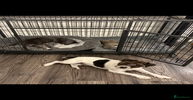 Whippet dogs - Advert 10