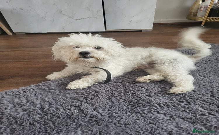 Bichon Frise dogs - Advert 3