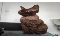 Devon Rex cats for sale: Devon rex girl  - Image 1