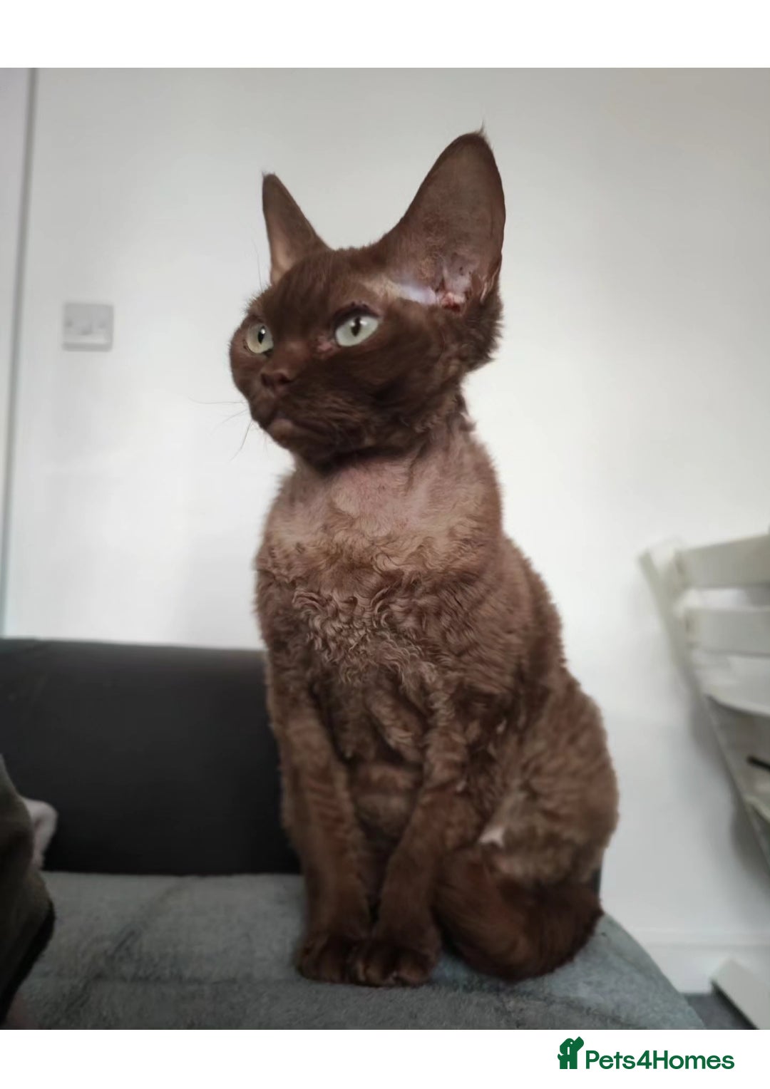 Devon Rex cats for sale: Devon rex girl  - Image 1