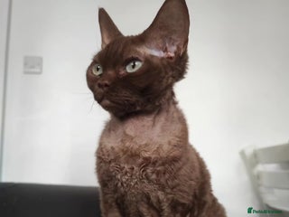 Devon Rex cats - Advert 2