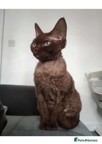 Devon Rex cats for sale - Advert 3