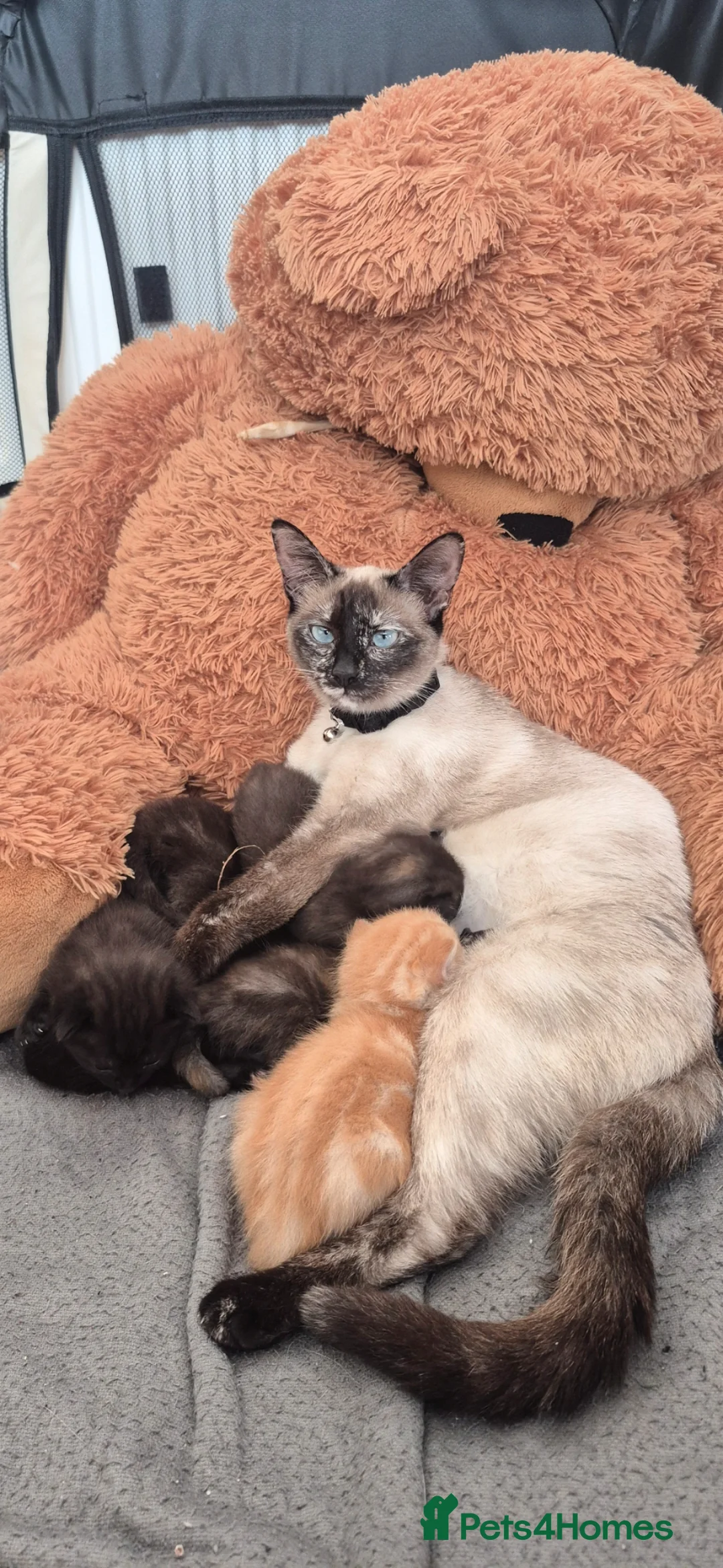 Ragamese cats for sale: Ready to go... 4 Ragamese Kittens  in Ilford - Advert 13