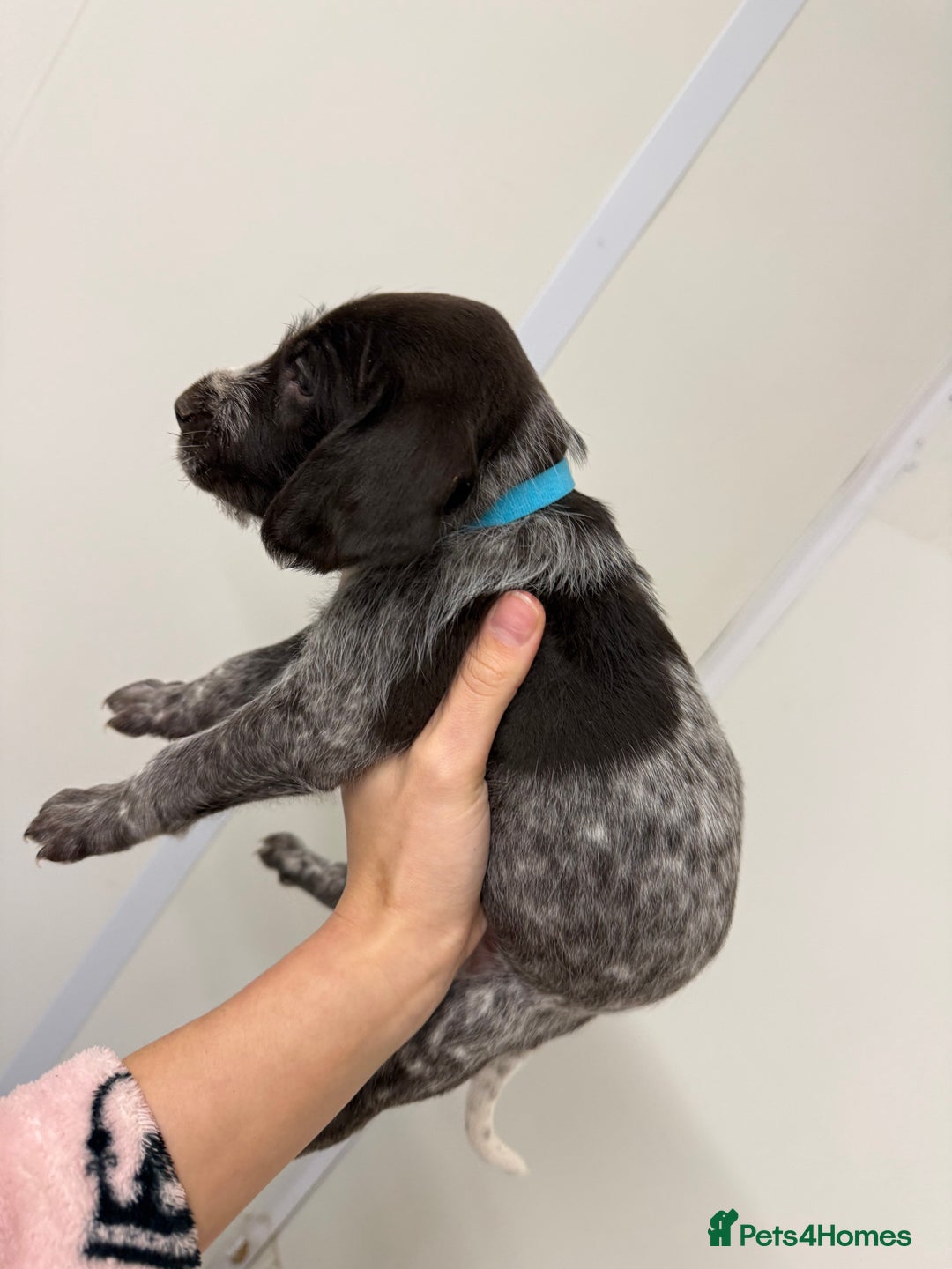 German Wirehaired Pointer dogs for sale: 11 German Wirehaired Pointer Puppys - Advert 8