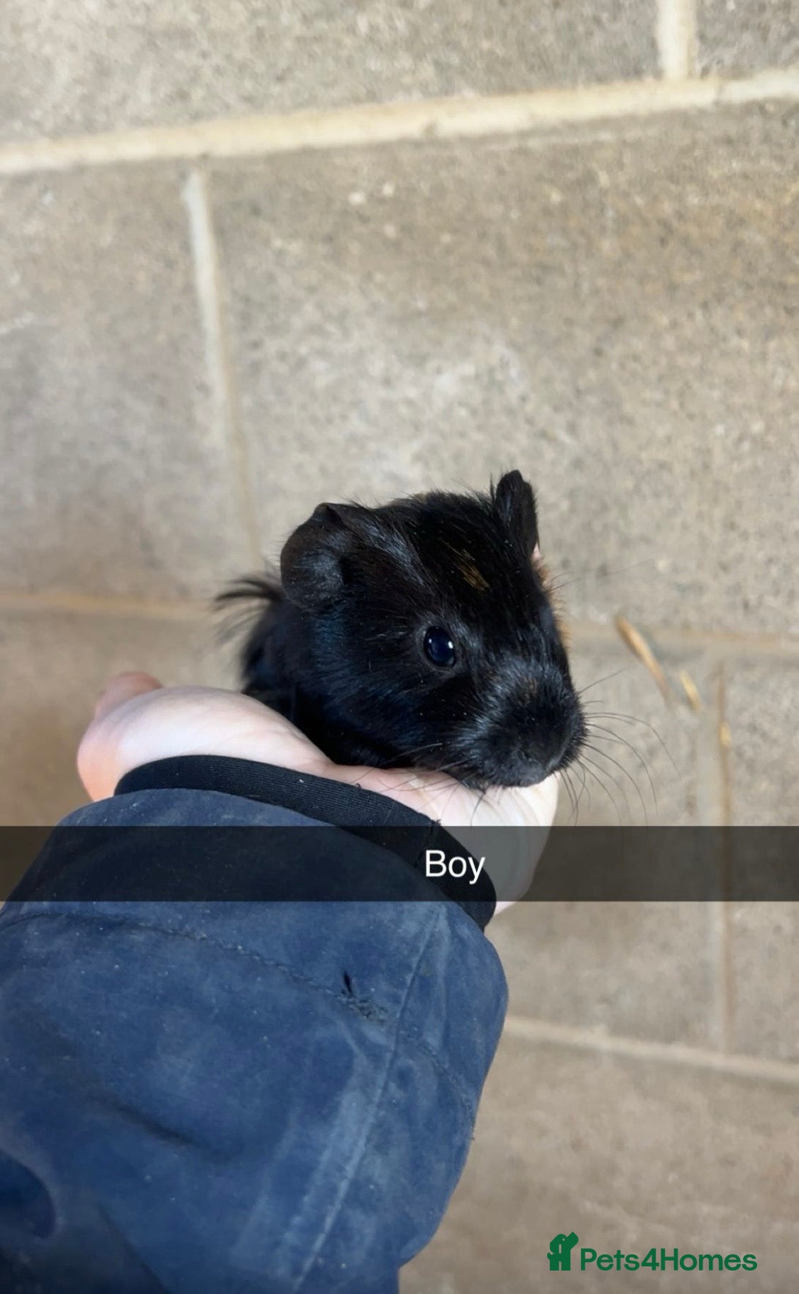 Guinea Pig rodents Lovely guinea pigs looking for their forever home  - Advert 3