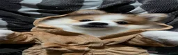 Pomeranian dogs for sale: 3 month puppy - Advert 6