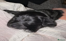 Bordoodle dogs for sale: F1B Bordoodle Puppies - Image 21