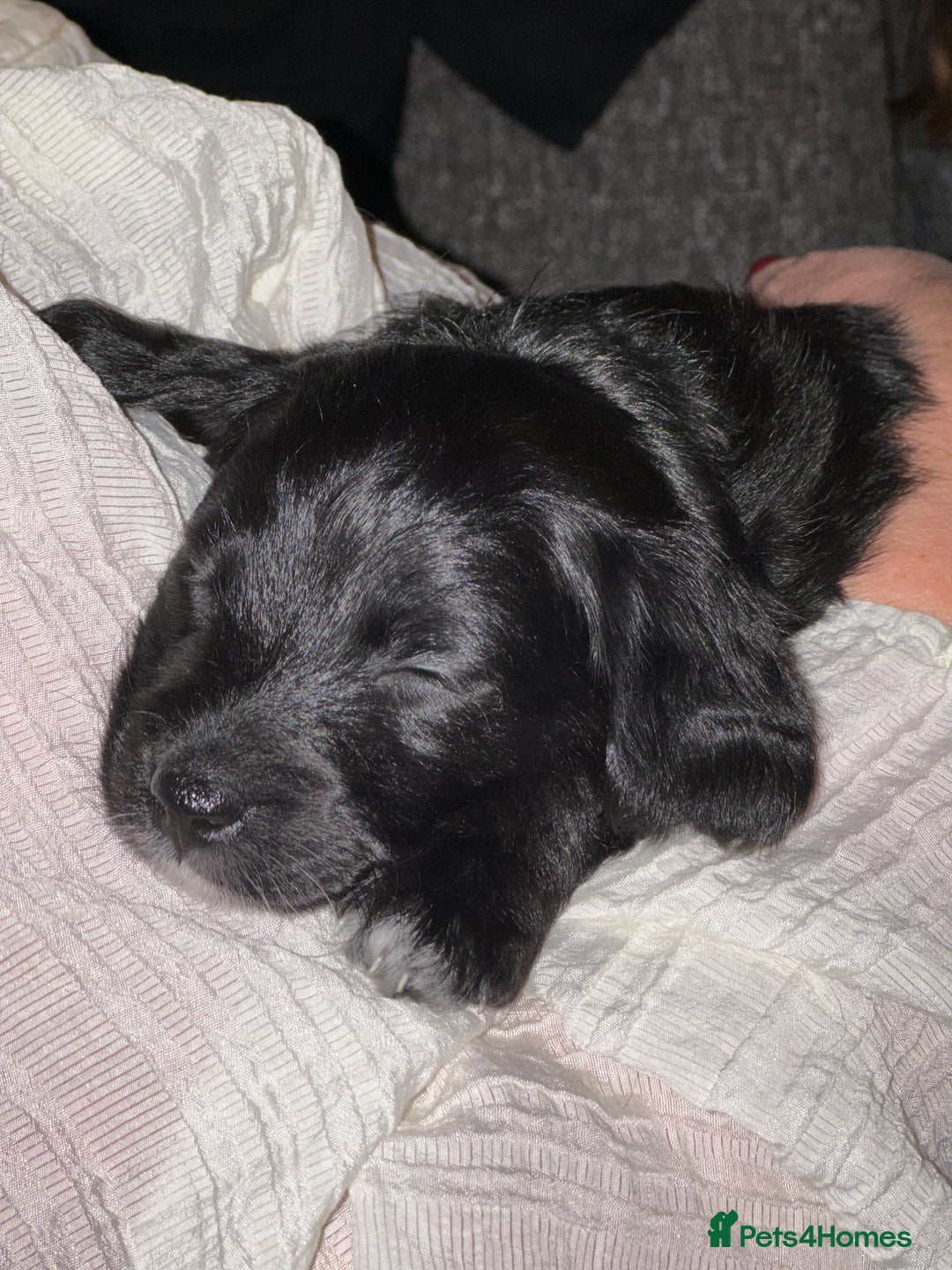 Bordoodle dogs for sale: F1B Bordoodle Puppies - Image 21
