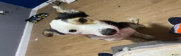 Border Collie dogs for stud: Sunny  - Advert 1