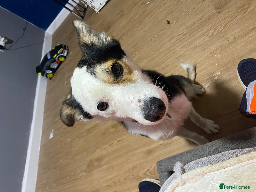 Border Collie dogs for stud: Sunny  - Advert 1