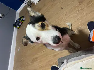 Border Collie dogs Sunny - Advert 11