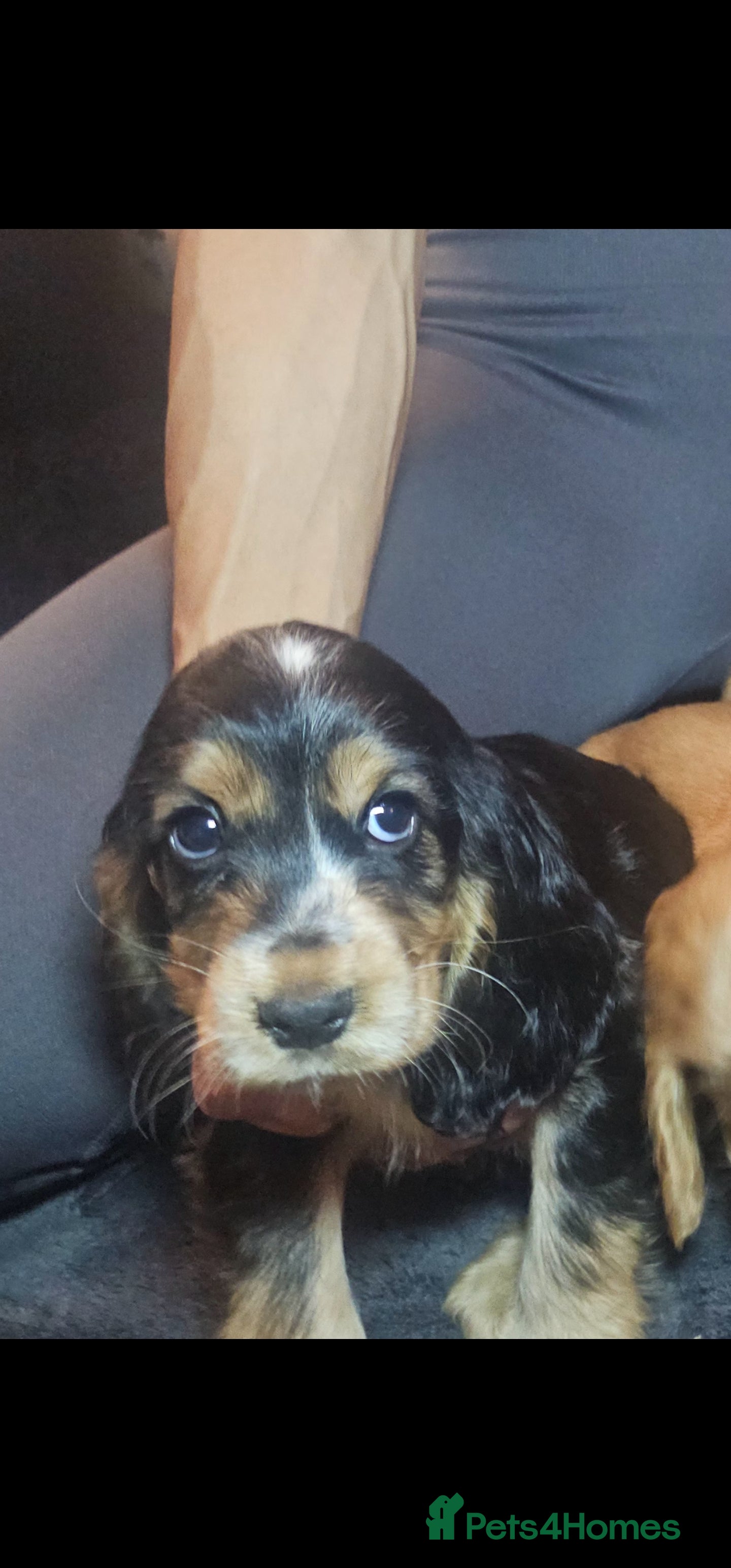 Cocker Spaniel dogs KC Show Type cocker spaniel puppies  - Advert 2