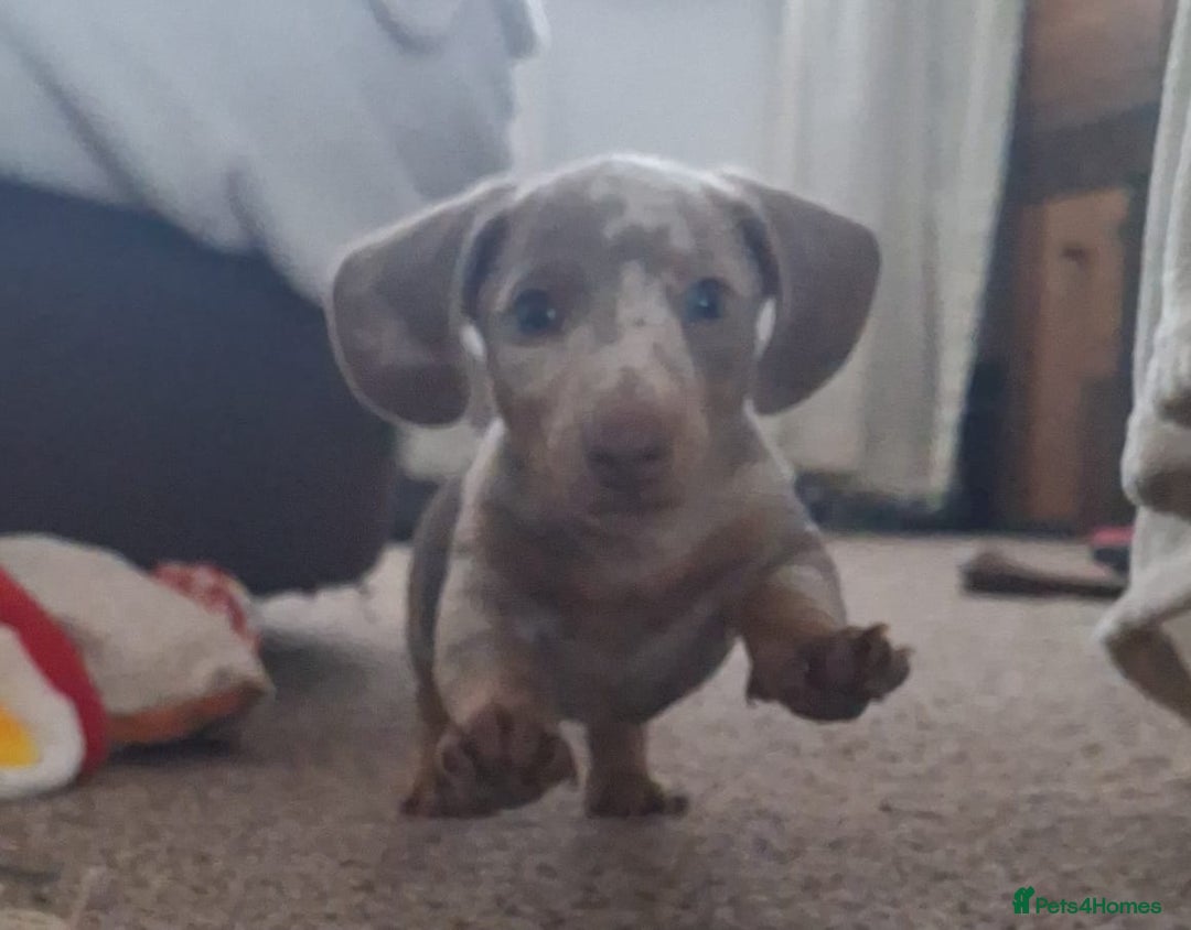 Miniature Dachshund dogs for sale: Adorable KC registered mini dachsund pups - Image 26