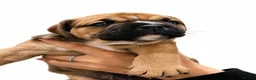 Olde English Bulldogge dogs for sale: QUALITY BRED OLDE ENGLISH BULLDOGGE - Advert 4