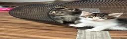 Mixed Breed cats for sale: 4 beautiful medium haired kittens.  - Advert 6
