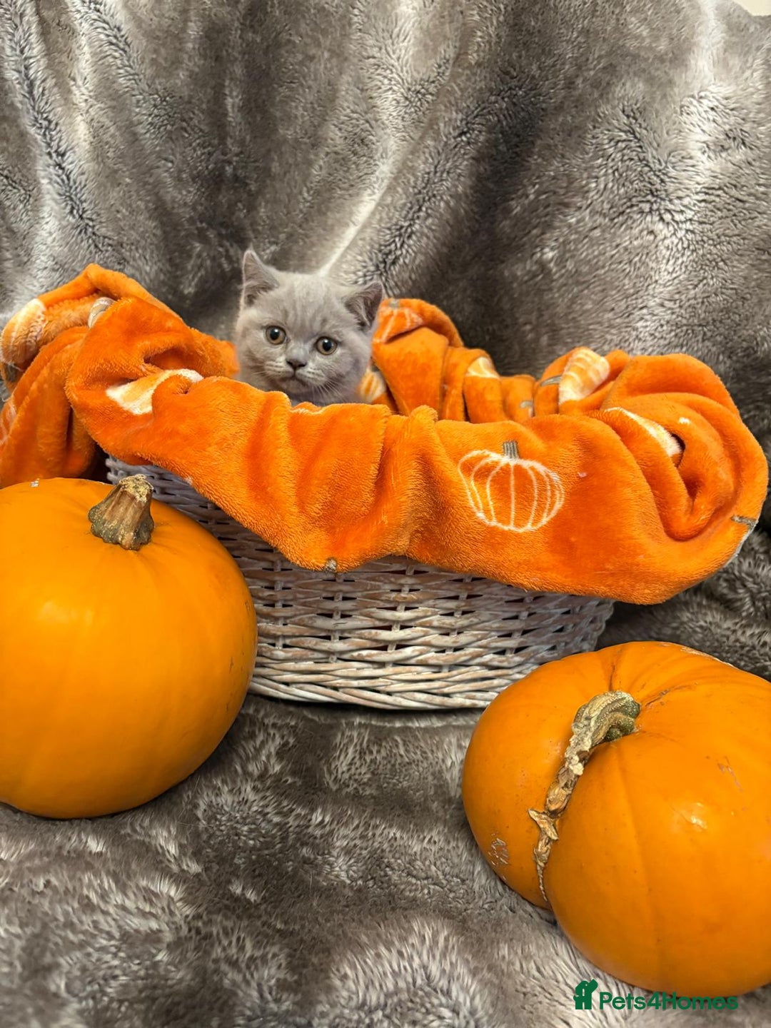 British Shorthair cats for sale: Beautiful British shorthair kittens for sale - Image 7