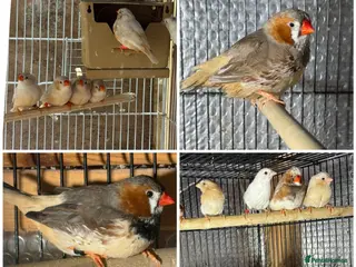 Mixed Breed birds Zebra Finches - Advert 2