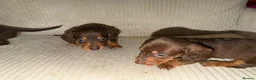Dachshund dogs for sale: Adorable Dachshund Puppies in Nottingham - Advert 6