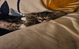 Mixed Breed cats for sale: Chinchilla Persian cross kittens  - Image 1