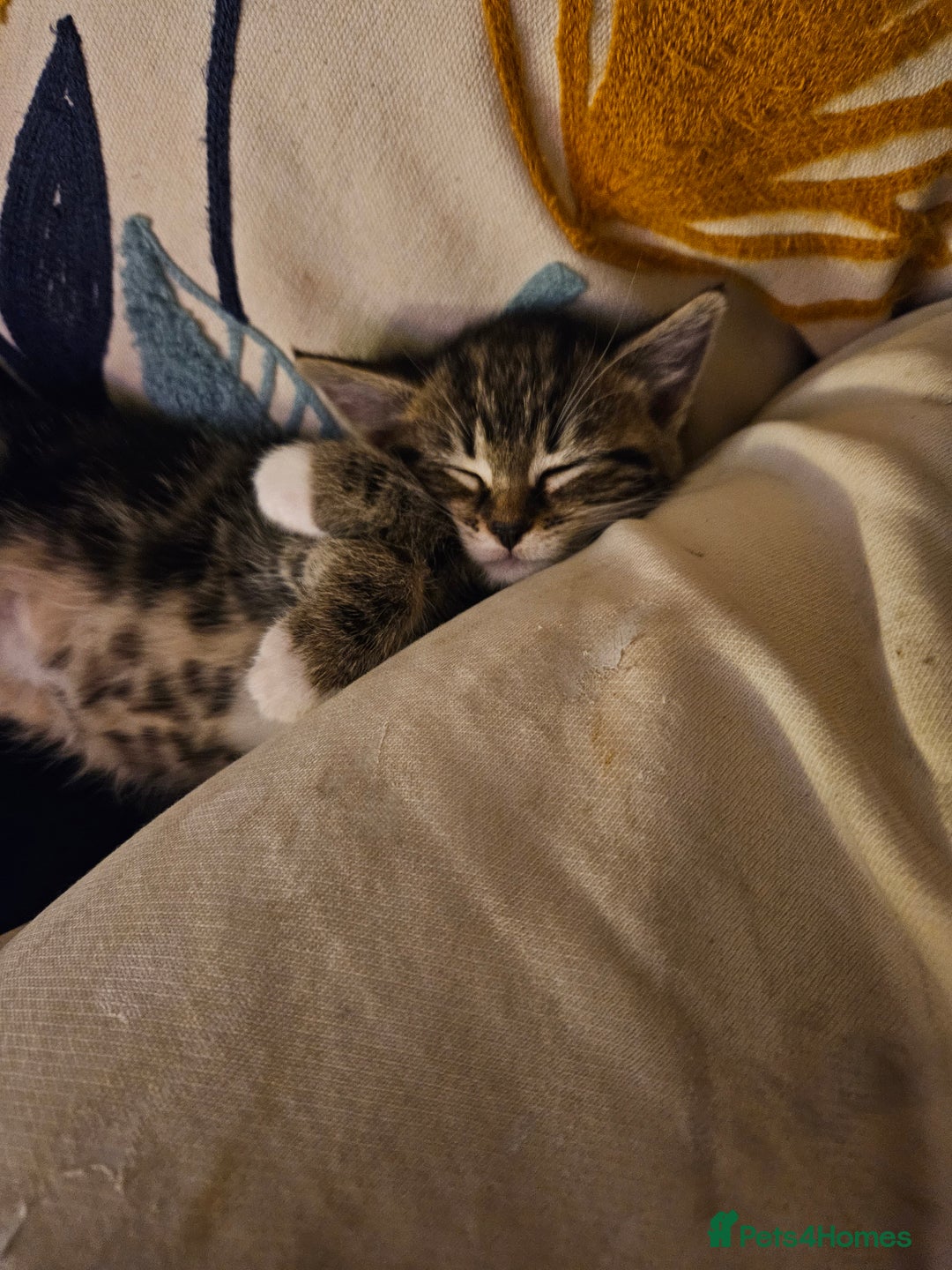 Mixed Breed cats for sale: Chinchilla Persian cross kittens  - Image 1