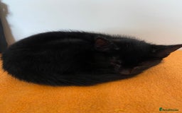 Mixed Breed cats for sale: Beautiful Kittens - Image 18