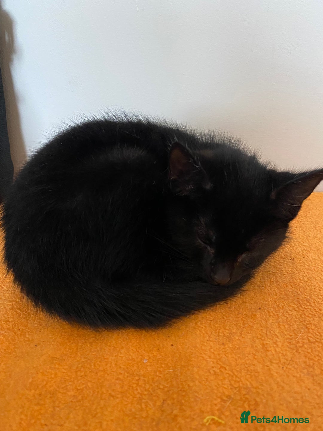 Mixed Breed cats for sale: Beautiful Kittens - Image 18