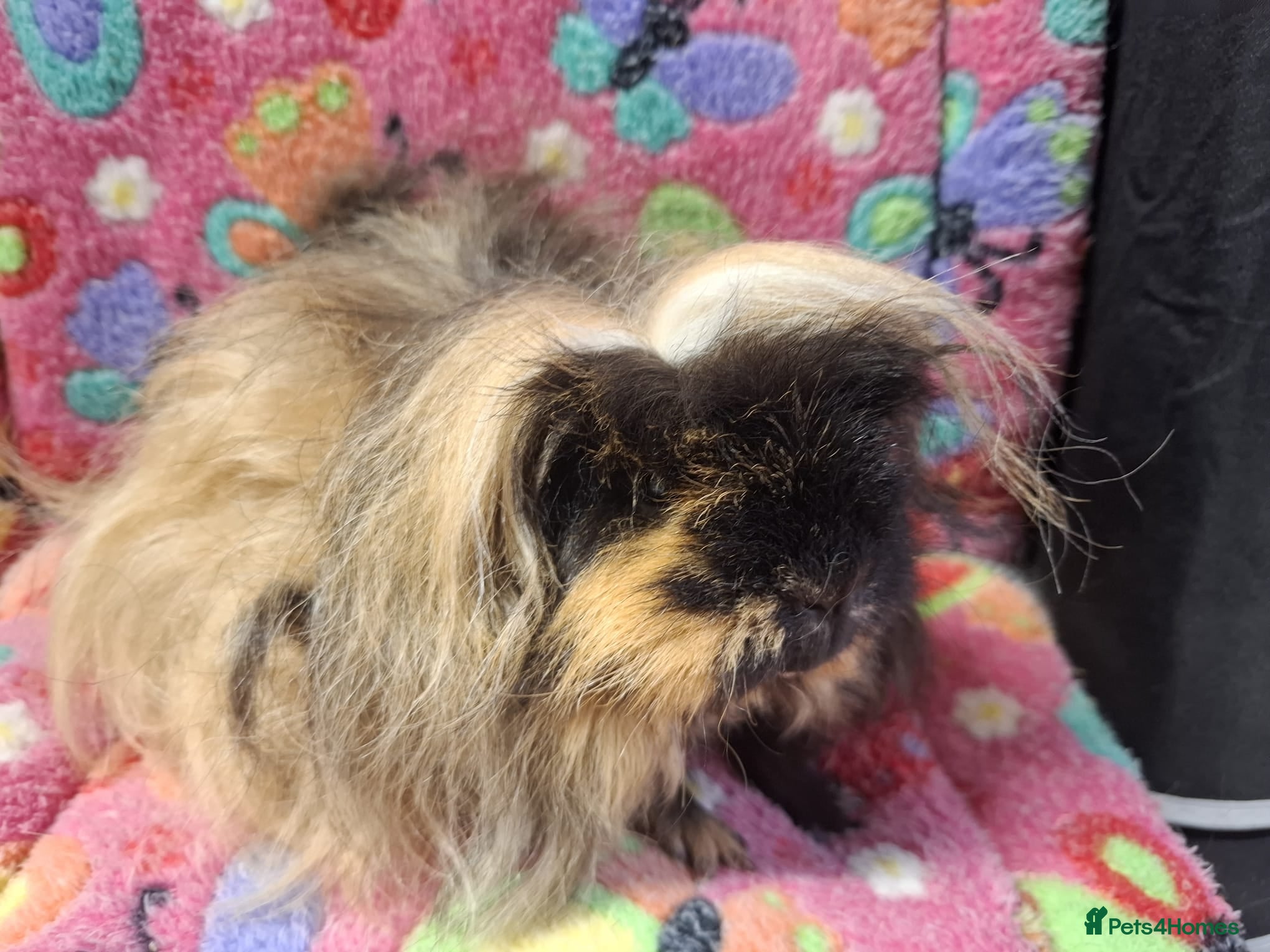 Guinea Pig rodents Young Retired Merino Sow  - Advert 22