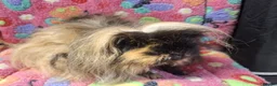 Guinea Pig rodents for sale: Young Retired Merino Sow  - Advert 1