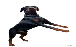 Dobermann dogs for stud: beautiful, healthy& professional Doberman KC&FCI - Image 2