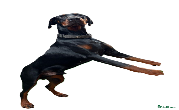 Dobermann dogs - Advert 1