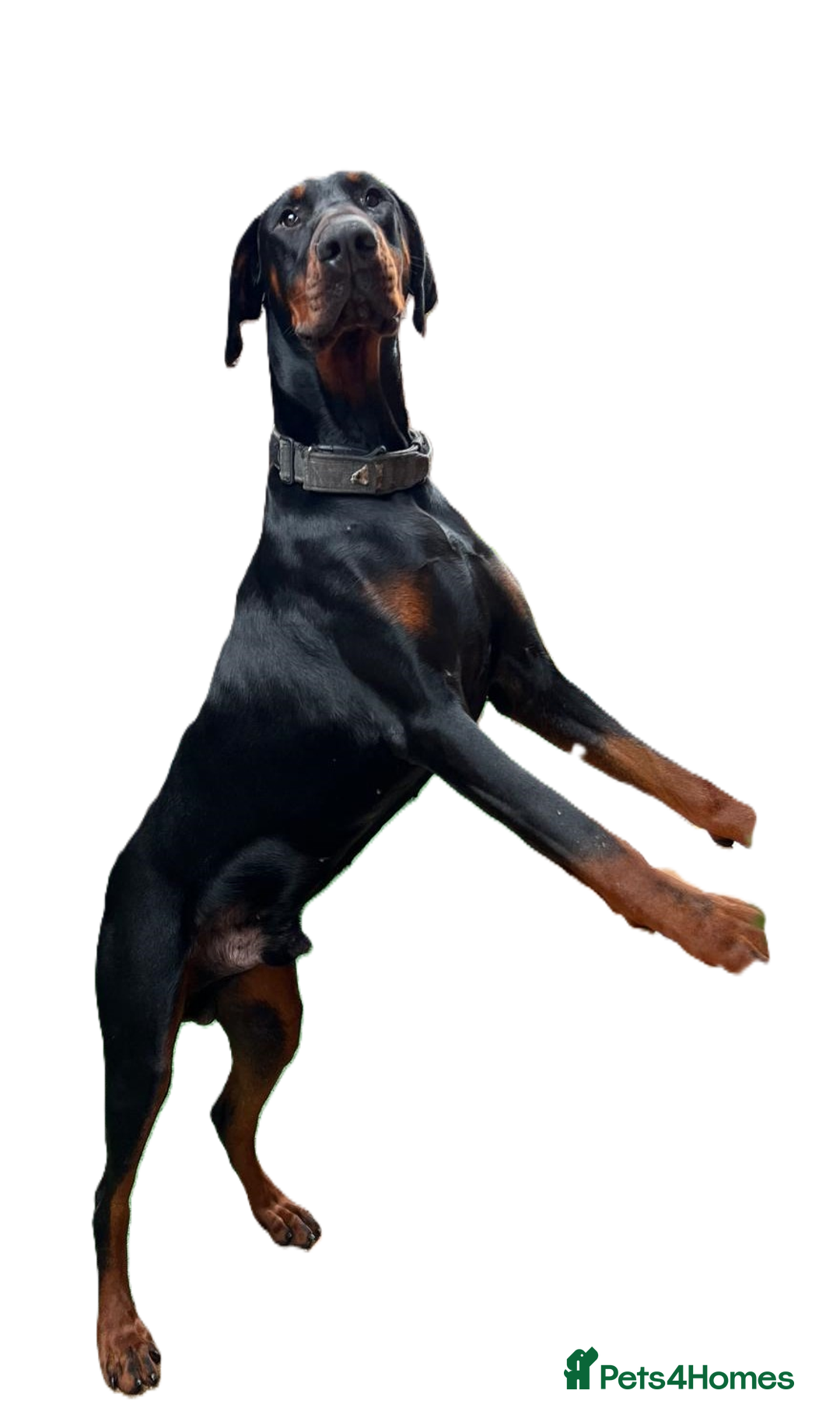 Dobermann dogs for stud: beautiful, healthy& professional Doberman KC&FCI - Image 2
