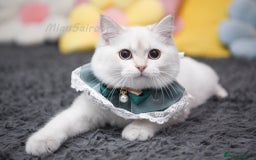 British Shorthair cats for sale: Pedigree British shorthair boy, Champion parents.  - Image 30