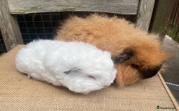 Guinea Pig rodents for sale: Baby Swiss teddy boars - Image 2