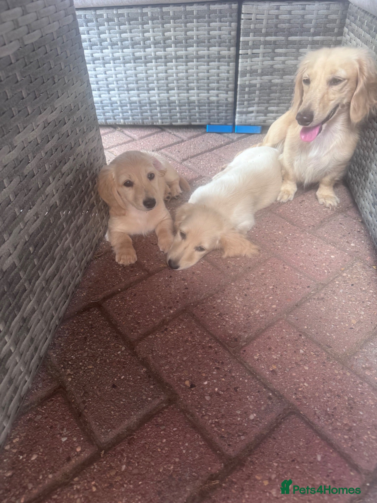 Miniature Dachshund dogs Beautiful Fluffy Dachshund Puppies – KC Registered - Advert 2