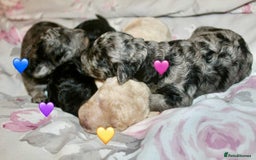 Cockapoo dogs for sale: Health tested Asian toy Cockapoo puppies  - Image 2