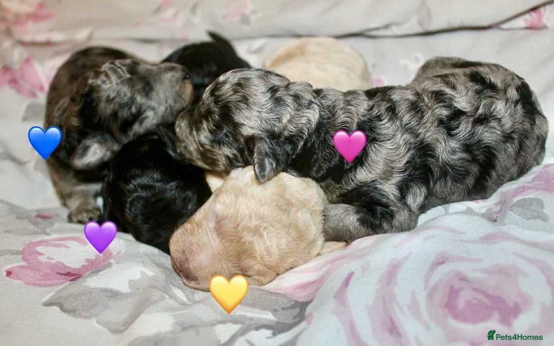 Cockapoo dogs for sale: Health tested Asian toy Cockapoo puppies  - Image 2