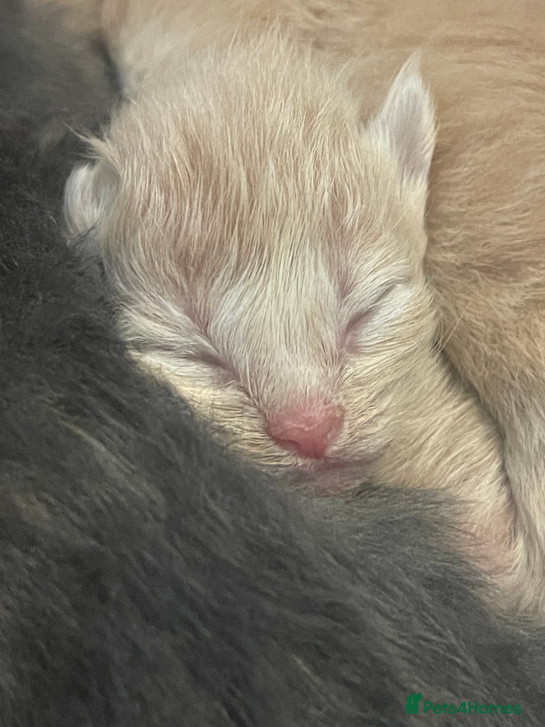 Maine Coon cats for sale: 🐾💛5 Sweet Maine Coons looking for forever home💛 - Advert 31