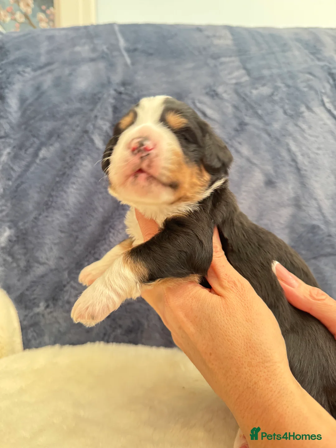 Bernedoodle dogs for sale: Gorgeous Bernedoodle puppies 🖤 - Advert 30