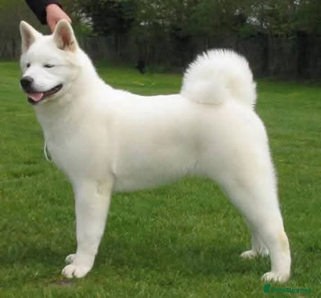 Japanese Akita Inu dogs for sale: Beautiful Japanese akita - Advert 2