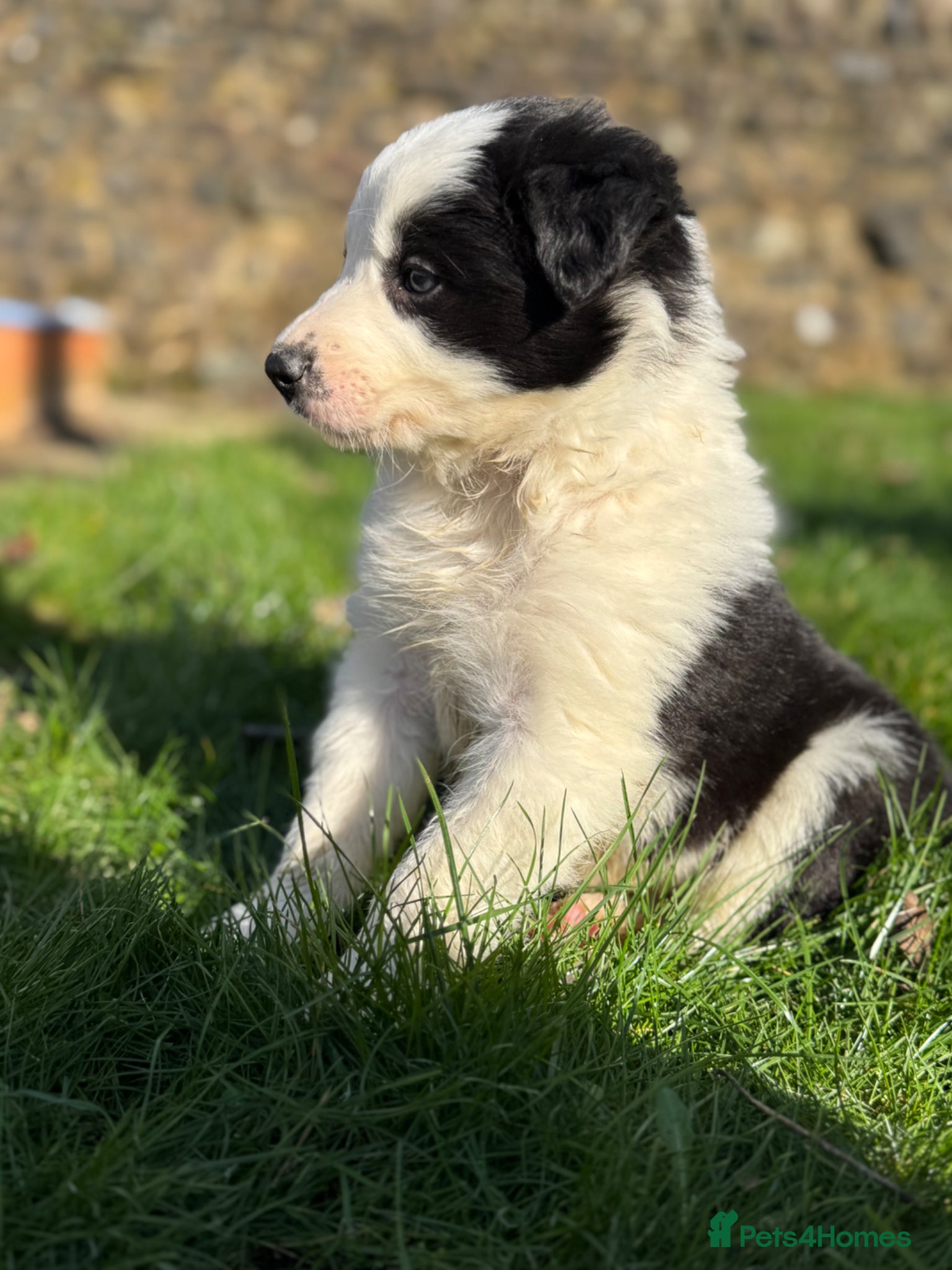 Border Collie dogs 🌟 Border Collie Puppies 🌟 - Advert 2
