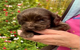 Cocker Spaniel dogs for sale: Beautiful KC English cocker spaniel pups - Image 3