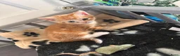 Mixed Breed cats for sale: 5 beautiful kittens   - Advert 5