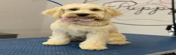 Cockapoo dogs for sale: 7 Beautiful Cockapoo Puppies  - Advert 5