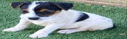 Jack Russell dogs for sale: Jack Russell puppies  - Advert 10