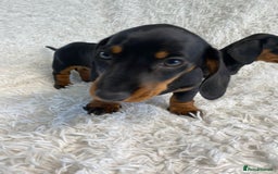 Miniature Dachshund dogs for sale: Miniature duscuhund  - Image 22