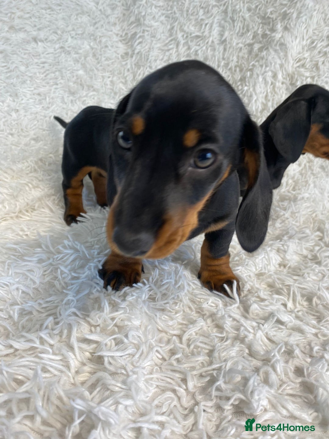 Miniature Dachshund dogs for sale: Miniature duscuhund  - Image 22