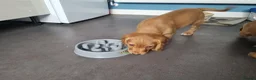 Cocker Spaniel dogs for sale: Cocker spaniel pups - Advert 10