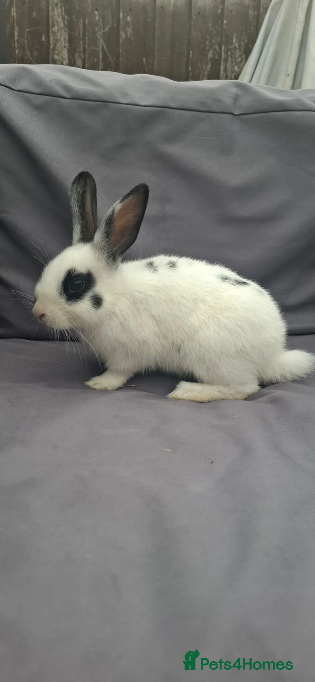 Mixed Breed rabbits for sale: 2 male rabbits - Advert 1