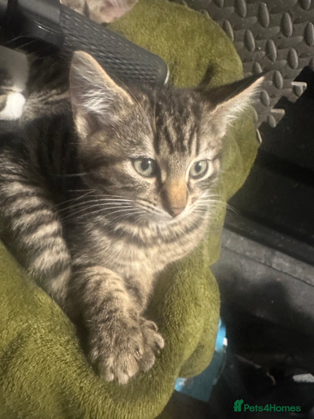 American Shorthair cats for sale: kitten for sale - Advert 3